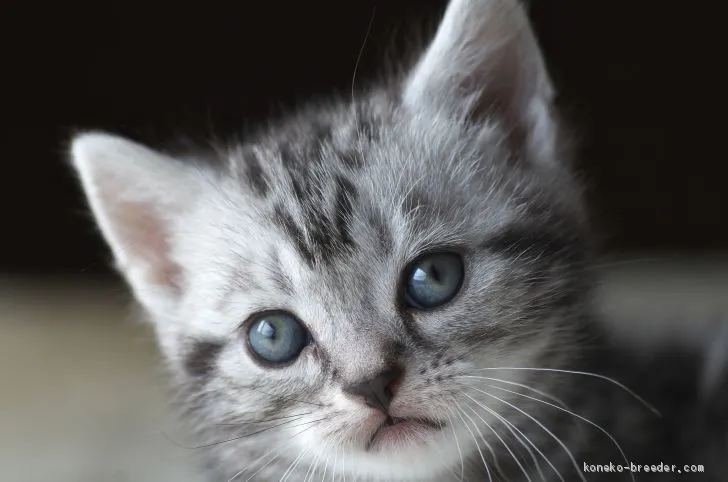 ID：1910-00292の子猫