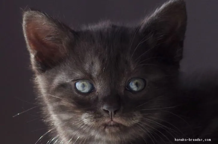 ID：2011-00980の子猫