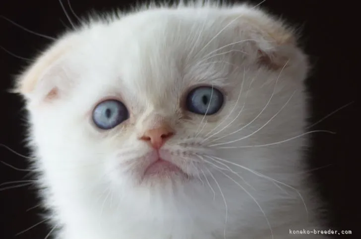 ID：2110-00181の子猫
