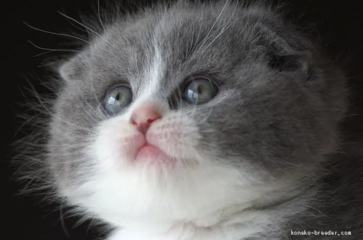 ID:1906-01758の子猫