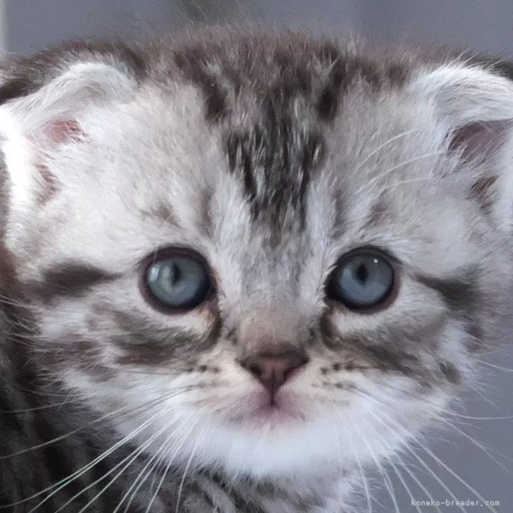 ID：2406-02146の子猫