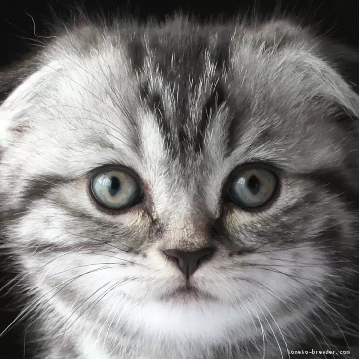 ＭＯＧＵ 様のお迎えした子猫