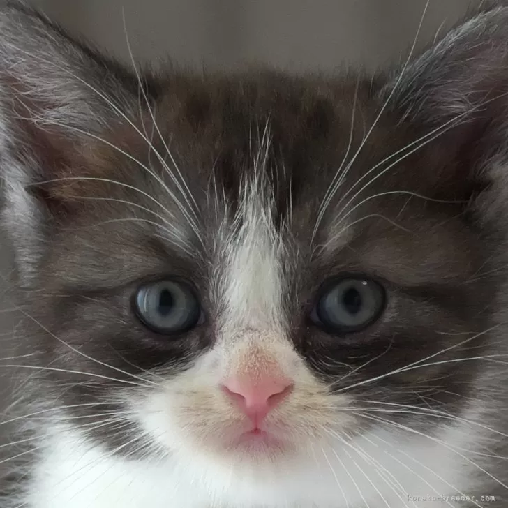 ID：2406-03586の子猫