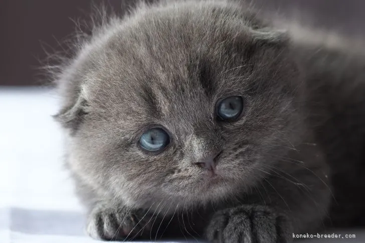 ID:2202-00652の子猫