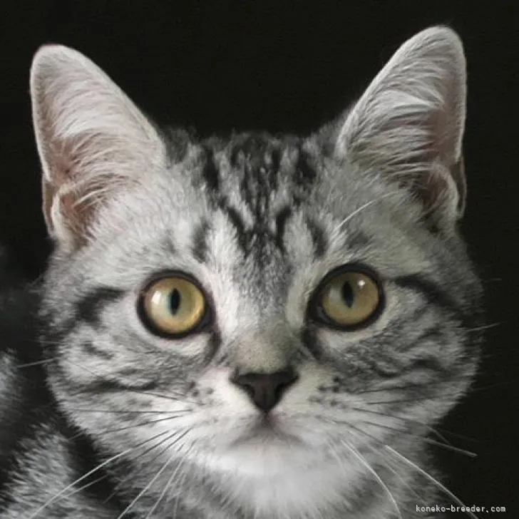 ID:2212-00204の子猫