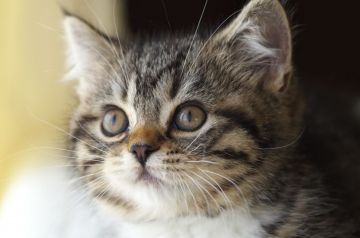 スコティッシュフォールド(立ち耳)【長野県・女の子・2019年3月20日・ブラウンシルバーマッカレルタビー&ホワイト】の写真「白い手袋のお手てがカワイイ☆」