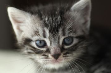 アメリカンショートヘア【長野県・男の子・2017年11月15日・シルバークラッシックタビー】の写真「無邪気なしぐさが可愛い男の子♪」