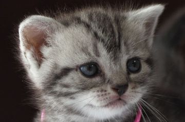 アメリカンショートヘア【長野県・女の子・2021年2月27日・シルバークラシックタビー】の写真「穏やかなまるいお顔が可愛い女の子☆」