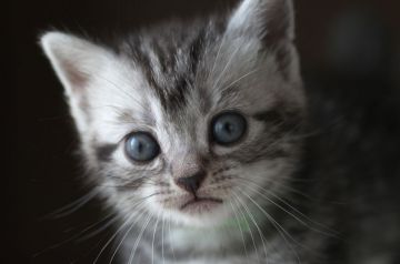 アメリカンショートヘア【長野県・女の子・2018年6月15日・シルバークラッシックタビー】の写真「可愛く人懐っこい女の子です❤」