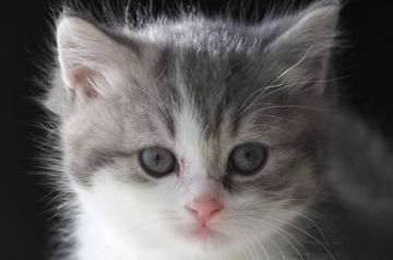 スコティッシュフォールド(立ち耳)【長野県・男の子・2019年11月25日・ブルーマッカレルタビー&ホワイト】の写真「上品なお顔の可愛い男の子」