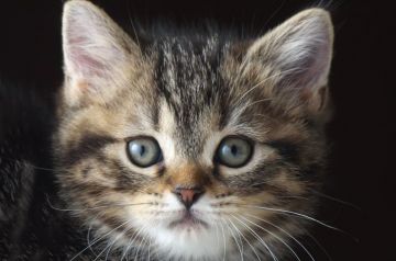 スコティッシュフォールド(立ち耳)【長野県・男の子・2019年11月24日・ブラウンクラッシックタビー】の写真「穏やかなまるいお顔が可愛い☆」