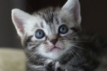 アメリカンショートヘア【長野県・女の子・2018年6月15日・シルバークラッシックタビー】の写真「穏やかな性格　おしとやかな女の子です❤」