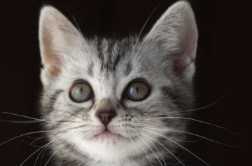 アメリカンショートヘア【長野県・女の子・2019年10月10日・シルバークラッシックタビー】の写真「丸いおめめの可愛い女の子♪」