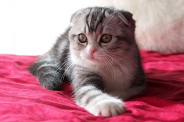 スコティッシュフォールド(折れ耳)【長野県・男の子・2017年9月13日・シルバータビー&ホワイト(ショート)】の写真「毛並みが柔らかくタビーが綺麗な男の子☆」