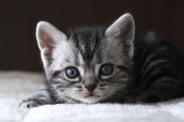 アメリカンショートヘア【長野県・女の子・2019年4月24日・シルバークラッシックタビー】の写真「元気であまえんぼうの女の子です♡」