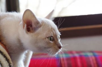 トンキニーズ【長野県・女の子・2017年1月2日・ライラックミンク】の写真「獣医による健康診断済。健康状態は良好☆」