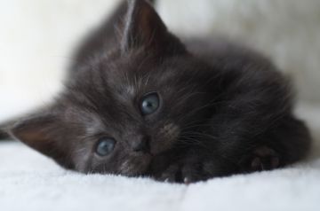 アメリカンショートヘア【長野県・男の子・2019年4月24日・ブラックスモークタビー】の写真「愛嬌のある可愛い男の子です☆」