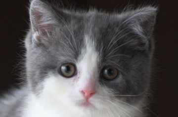 スコティッシュフォールド(立ち耳)【長野県・女の子・2019年11月25日・ブルー&ホワイト】の写真「八割れの可愛い　モコモコ女の子☆」