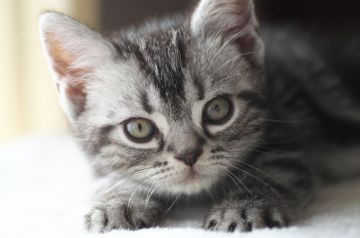 アメリカンショートヘア【長野県・男の子・2018年1月26日・シルバータビー】の写真「とてもかわいいお顔の男の子です☆」