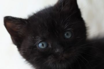 アメリカンショートヘア【長野県・女の子・2019年4月24日・ブラックスモーク】の写真「元気なブラックスモークの女の子です☆」