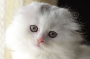 スコティッシュフォールド(折れ耳)【長野県・女の子・2019年11月25日・ホワイトバン】の写真「ふわふわのセミロング　穏やか女の子」