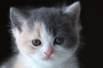 スコティッシュフォールド(立ち耳)【長野県・女の子・2019年9月10日・ダイリュートキャリコ】の写真「丸いおめめの可愛い女の子♪」