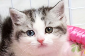 スコティッシュフォールド(立ち耳)【長野県・女の子・2019年4月12日・ブラック&ホワイト(短毛)】の写真「とってもかわいい女の子ですよ♪」