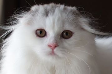 スコティッシュフォールド(折れ耳)【長野県・女の子・2019年4月12日・シルバー&ホワイト(セミロング)（もこもこふわふわ）】の写真「ふわふわで穏やかな女の子です♪」