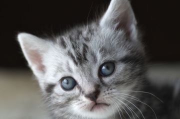 アメリカンショートヘア【長野県・女の子・2019年9月4日・シルバークラッシックタビー】の写真「丸いおめめの可愛い女の子♪」