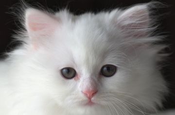 スコティッシュフォールド(立ち耳)【長野県・女の子・2019年11月25日・ホワイトバン】の写真「ふわふわのセミロング　まんまるお目々の男の子☆」