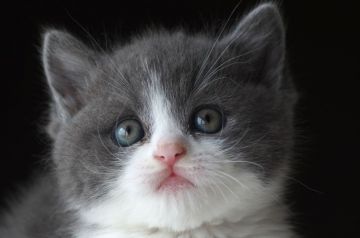 スコティッシュフォールド(立ち耳)【長野県・男の子・2019年5月15日・ブルー&ホワイト(短毛)】の写真「まん丸おめめとお顔がカワイイ☆」