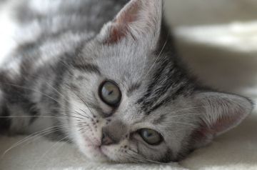 アメリカンショートヘア【長野県・女の子・2019年10月10日・シルバークラッシックタビー】の写真「おめめの大きな可愛い女の子♪」