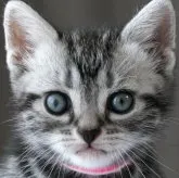 アメリカンショートヘア【長野県・女の子・2023年7月7日・シルバークラシックタビー】の写真1「8/10 撮影」