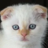 スコティッシュフォールド(折れ耳)【長野県・男の子・2023年10月11日・クリームポイント】の写真1「12/09撮影」