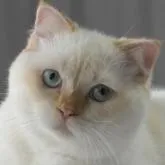 スコティッシュフォールド(立ち耳)【長野県・男の子・2022年2月14日・クリームポイント】の写真1「9/26撮影」