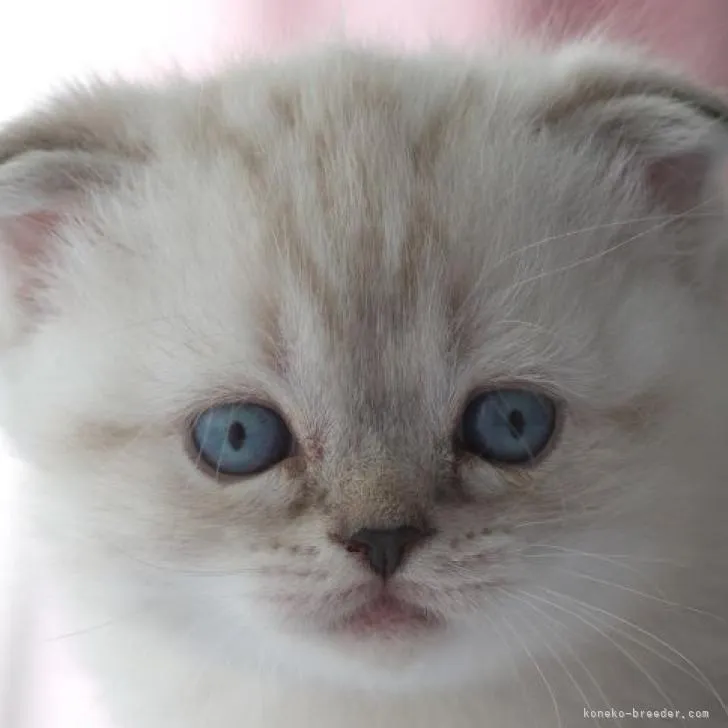 ID：2209-02129の子猫