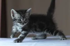 アメリカンショートヘア【長野県・男の子・2021年8月15日・シルバークラシックタビー】の写真2