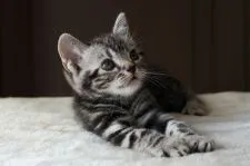 アメリカンショートヘア【長野県・女の子・2018年6月15日・シルバークラッシックタビー】の写真2