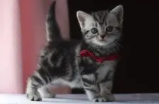 アメリカンショートヘア【長野県・女の子・2021年10月3日・シルバークラシックタビー】の写真3