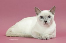 トンキニーズ【・女の子・2022年4月17日・ライラック ポイント】