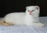 スコティッシュフォールド(折れ耳)【長野県・男の子・2023年10月11日・クリームポイント】の写真3「12/09撮影」