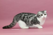 スコティッシュフォールド【・女の子・2022年4月5日・シルバーマッカレルタビー&ホワイト】