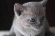 トンキニーズ【長野県・女の子・2018年8月22日・ブルーミンク】の写真3「9/23」