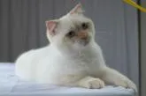 スコティッシュフォールド(立ち耳)【長野県・男の子・2022年2月14日・クリームポイント】の写真3