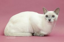 トンキニーズ【・女の子・2022年4月17日・ライラック ポイント】