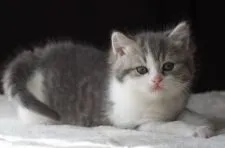 スコティッシュフォールド(立ち耳)【長野県・男の子・2019年11月25日・ブルーマッカレルタビー&ホワイト】の写真5