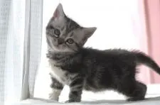 アメリカンショートヘア【長野県・女の子・2021年1月18日・シルバークラッシクタビー】の写真5