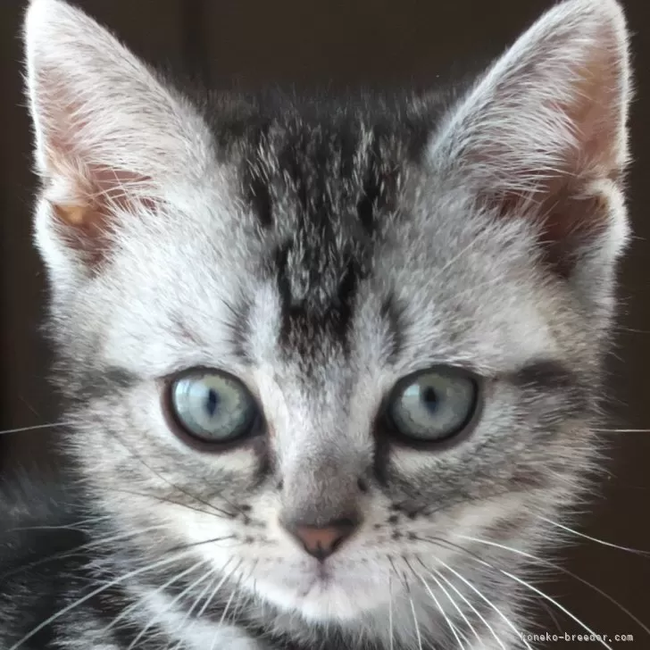 ID:2504-01206の子猫