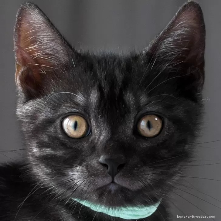 ID：2507-02848の子猫