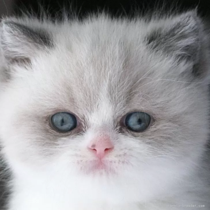 スコティッシュフォールド(立ち耳)【長野県・女の子・2025年10月14日・ブルーポイント】の写真1